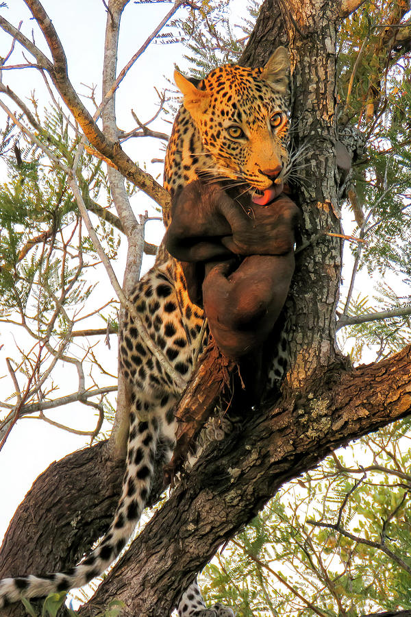 Leopard with Kill in Tree II Photograph by Cheryl Strahl