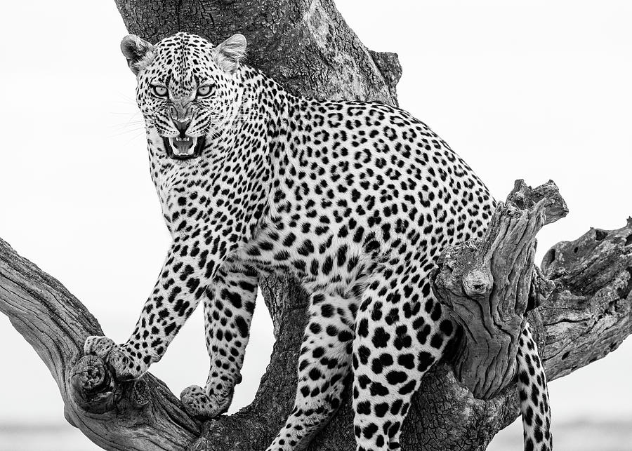 Leopard X Photograph by Chris Dutton