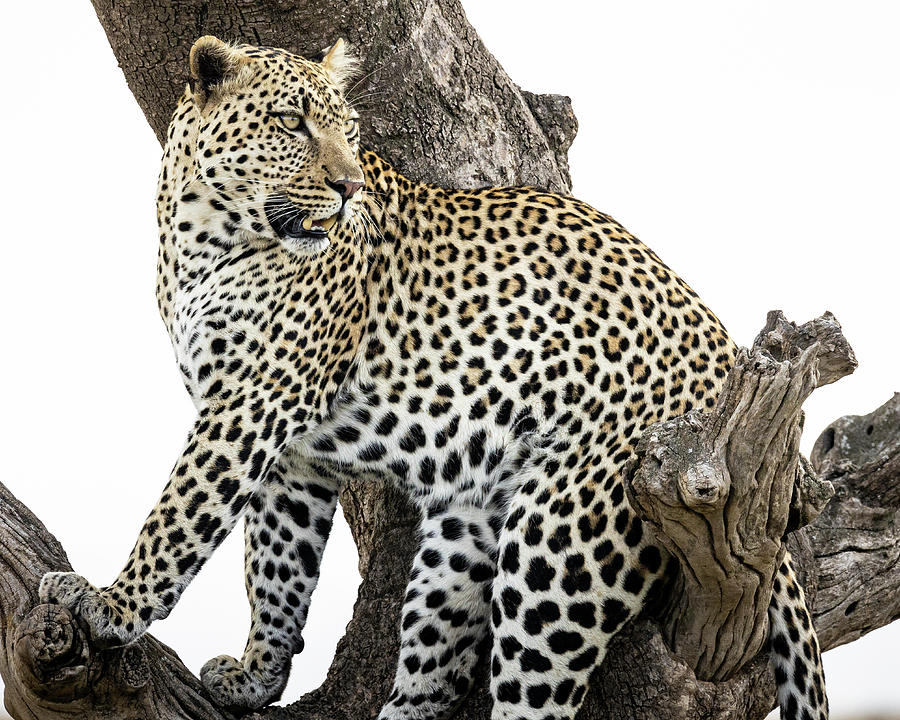 Leopard XI Photograph by Chris Dutton