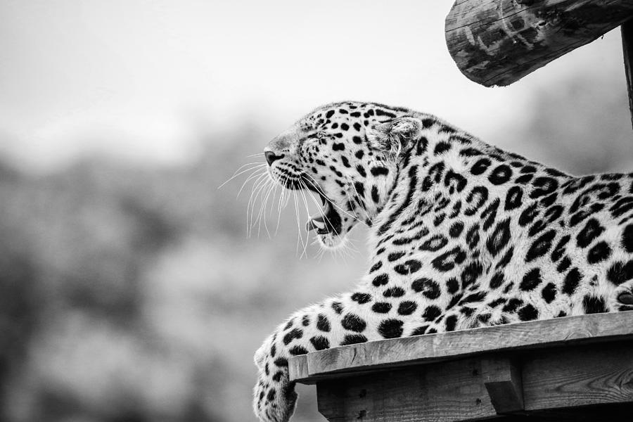 Leopard Yawning Lying On Brown Wood Digital Art