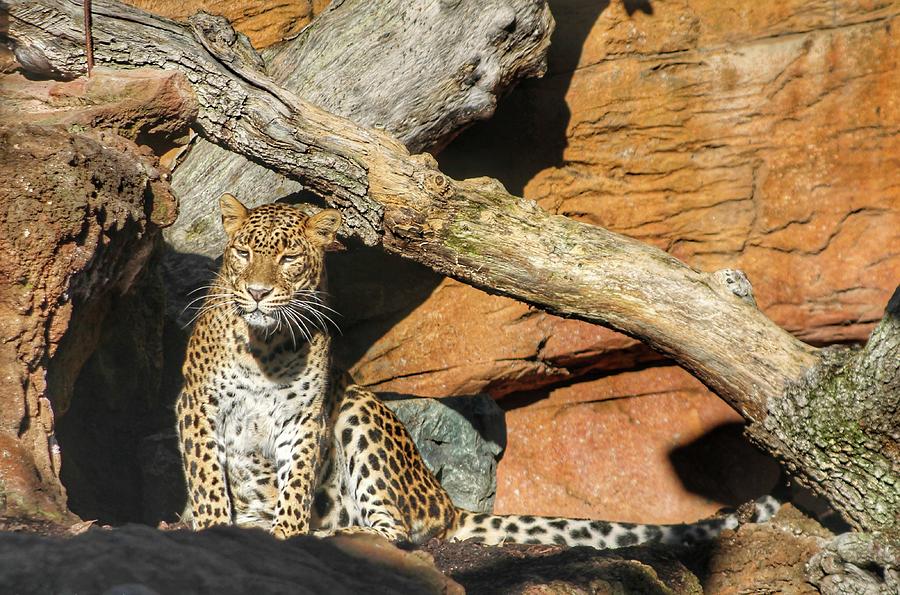 Leopardo Pensativo Photograph