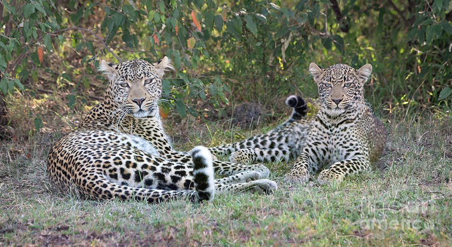 Leopards At Rest Photograph