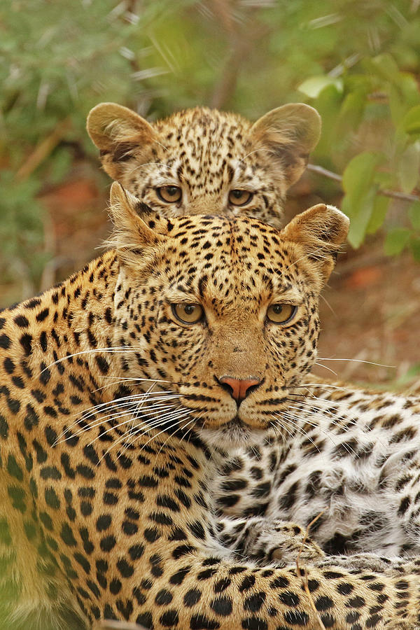 Animal Photograph - Leopards, Mom and daughter by MaryJane Sesto