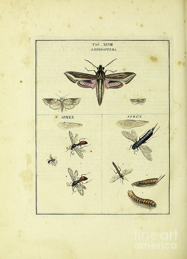 Lepidoptera a5 Drawing by Historic Illustrations - Fine Art America