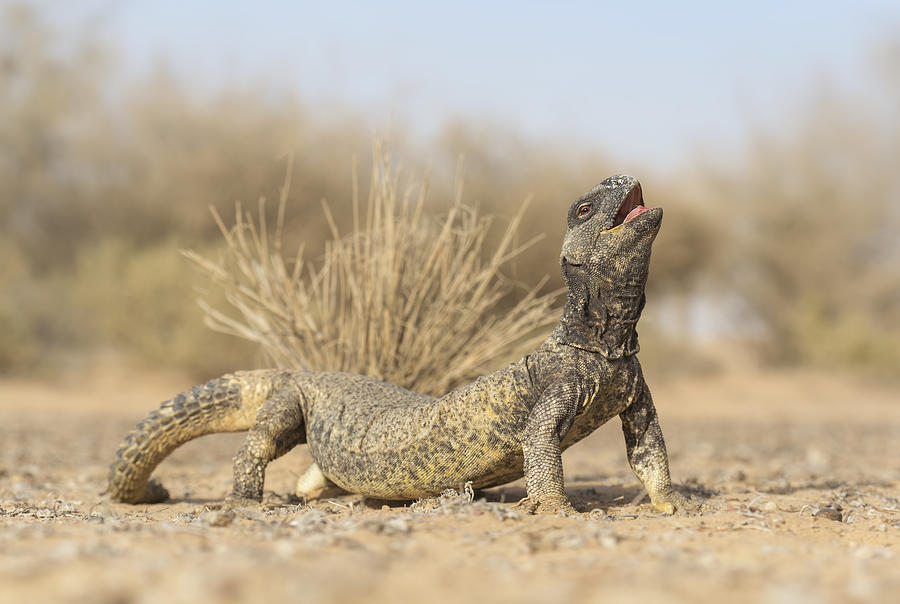 Lepteins spiny-tailed lizard (Uromastyx leptieni) Photograph by Kristian Bell
