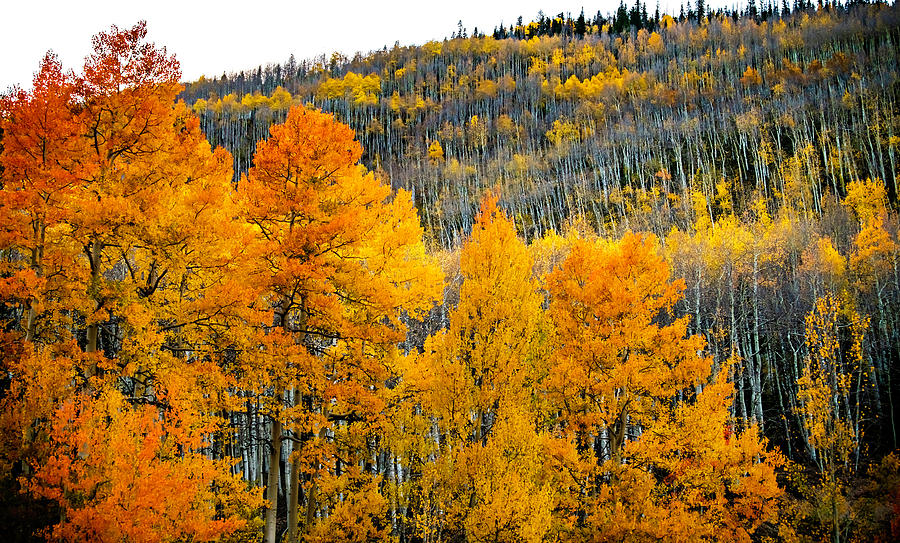 Les feuilles mortes Photograph by Praveen Maloo - Fine Art America