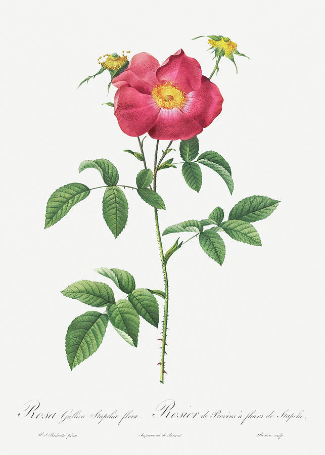 Les Roses Painting