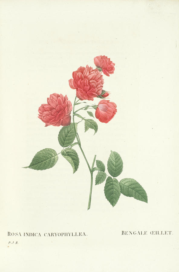 Les Roses... Decrites Et Classes Selon Leur Ordre Naturel, Par C.a. Thory, Paris, P. Dufart  St. Pet Painting