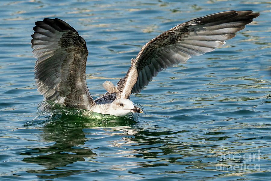 Lesser Black-backed Gull Larus fuscus Costa Ballena Cadiz Photograph by Pablo Avanzini