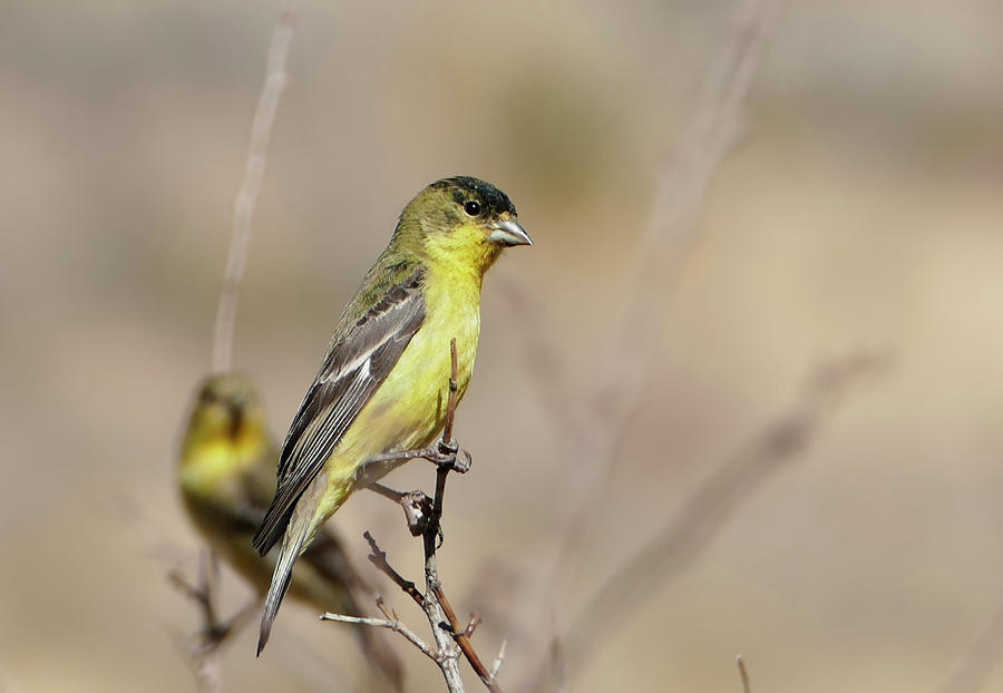 Lesser Finch Song Bird Photograph by Sandra Js