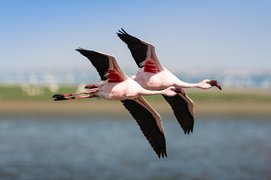 Lesser Flamingo Photograph by Manuel ROMARIS
