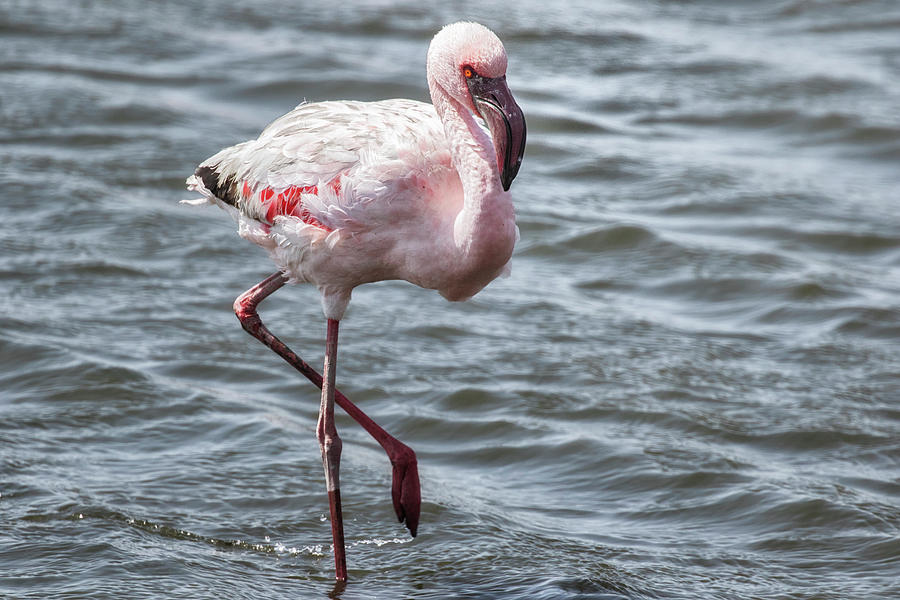 Lesser Flamingo, No. 1 Photograph by Belinda Greb