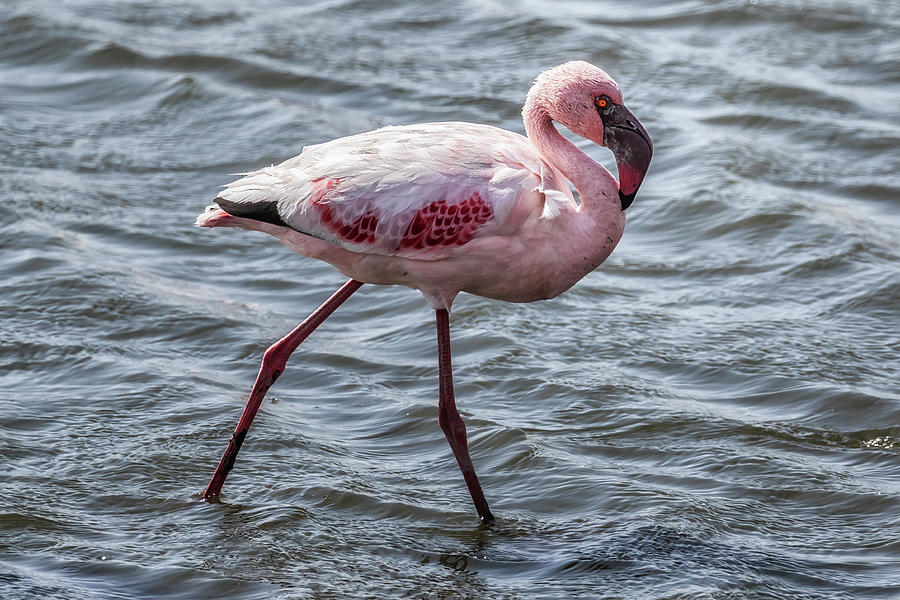 Lesser Flamingo, No. 2 Photograph by Belinda Greb