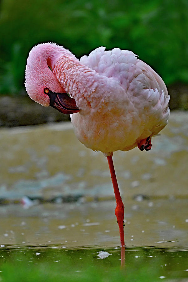 Lesser Flamingo - Phoeniconaias minor Photograph by Amazing Action Photo Video
