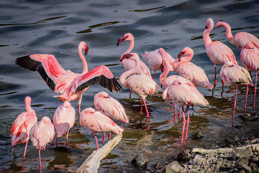 Lesser Flamingos Photograph by Janis Knight
