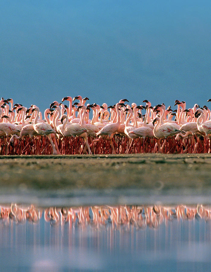 Lesser Flamingos over Lake Magadi Kenya Photograph by Tim Fitzharris