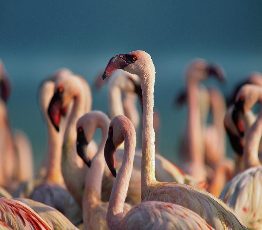Flamingo Photograph - Lesser Flamingos by Tim Fitzharris