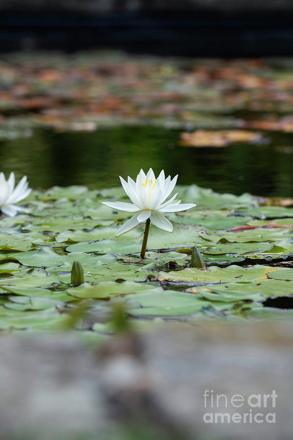 Lesser Fragrant Water Lily  Photograph by Tim Gainey