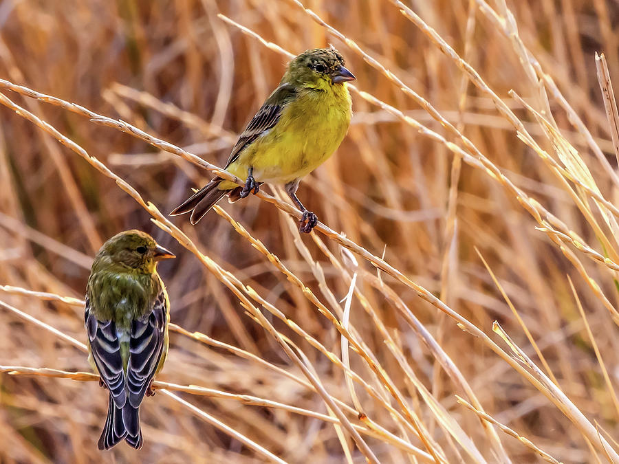 Lesser Goldfinch at River Fork Ranch Photograph by Michael Hodgson