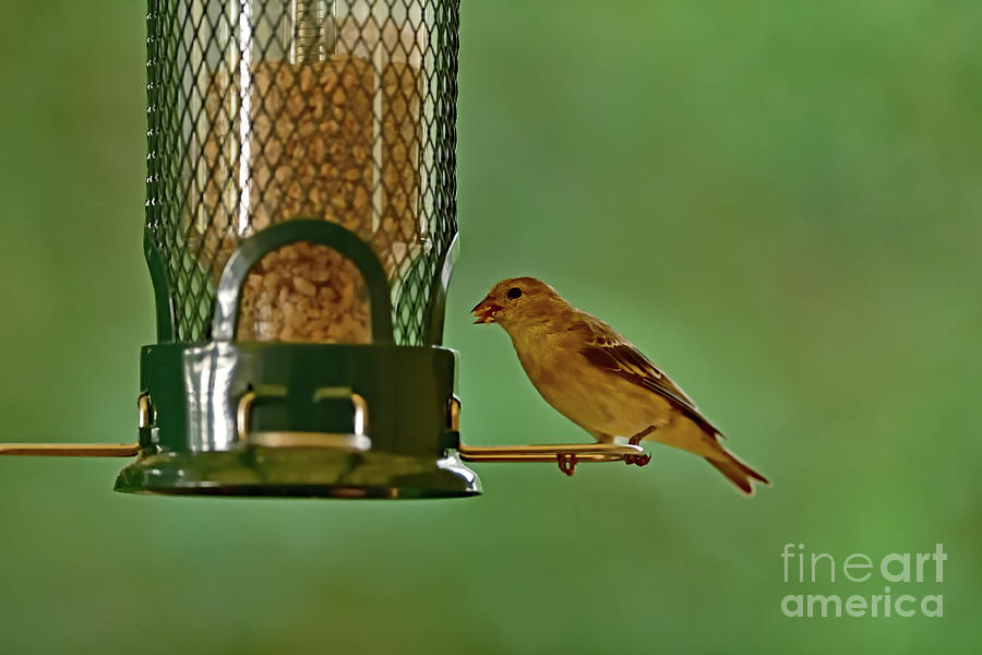 Lesser Goldfinch At The Feeder Photograph