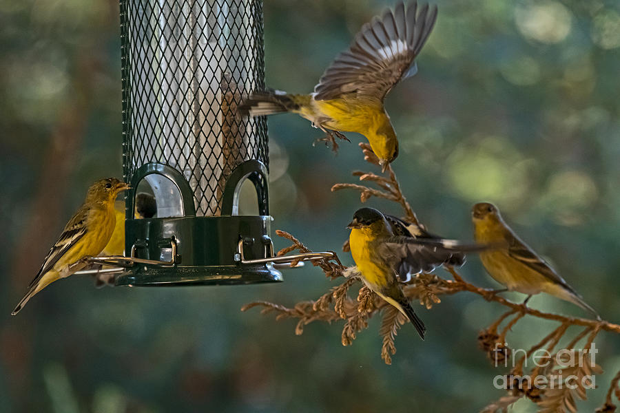 Lesser Goldfinch Fighting at the Bird Feeder Photograph by Amazing Action Photo Video