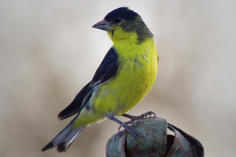 Lesser Goldfinch Photograph