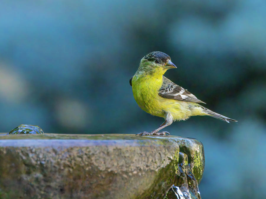 Lesser Goldfinch Photograph by Mark Mille