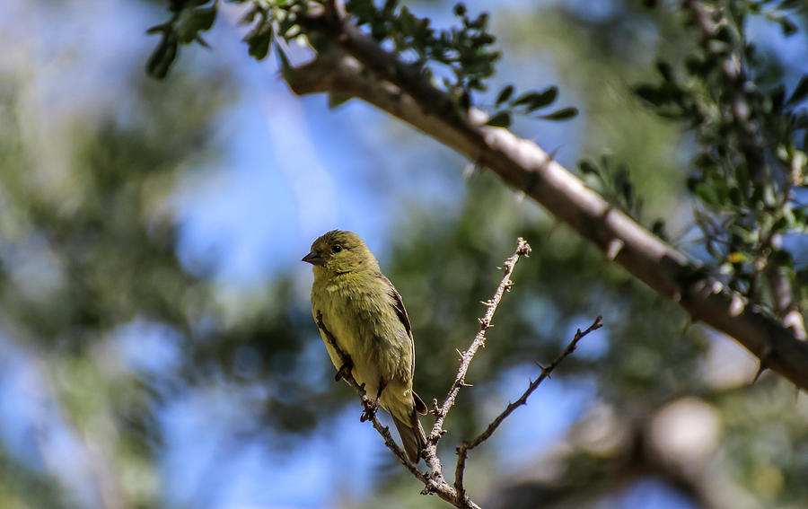 Lesser Goldfinch on Tree Branch Photograph by Dawn Richards