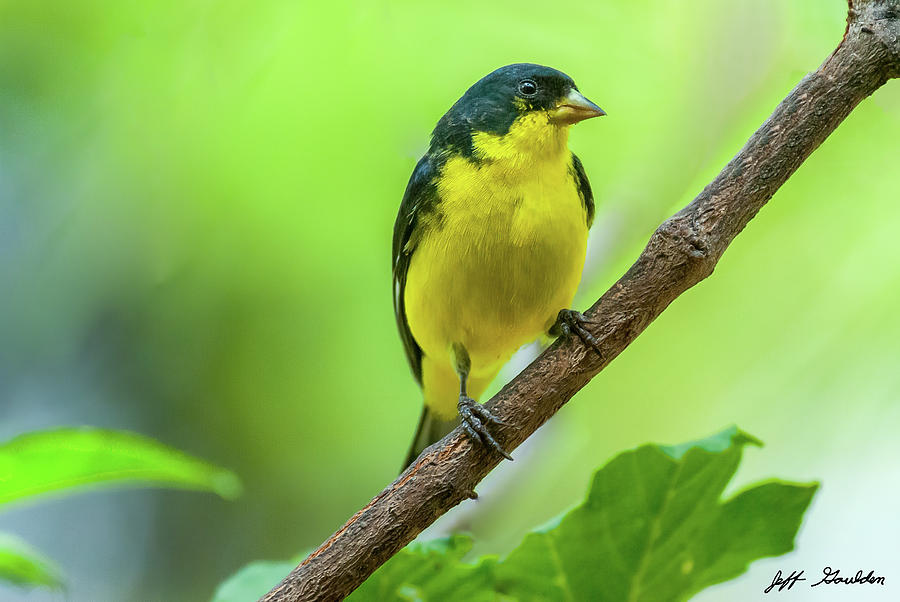 Lesser Goldfinch Perched on a Branch Photograph by Jeff Goulden