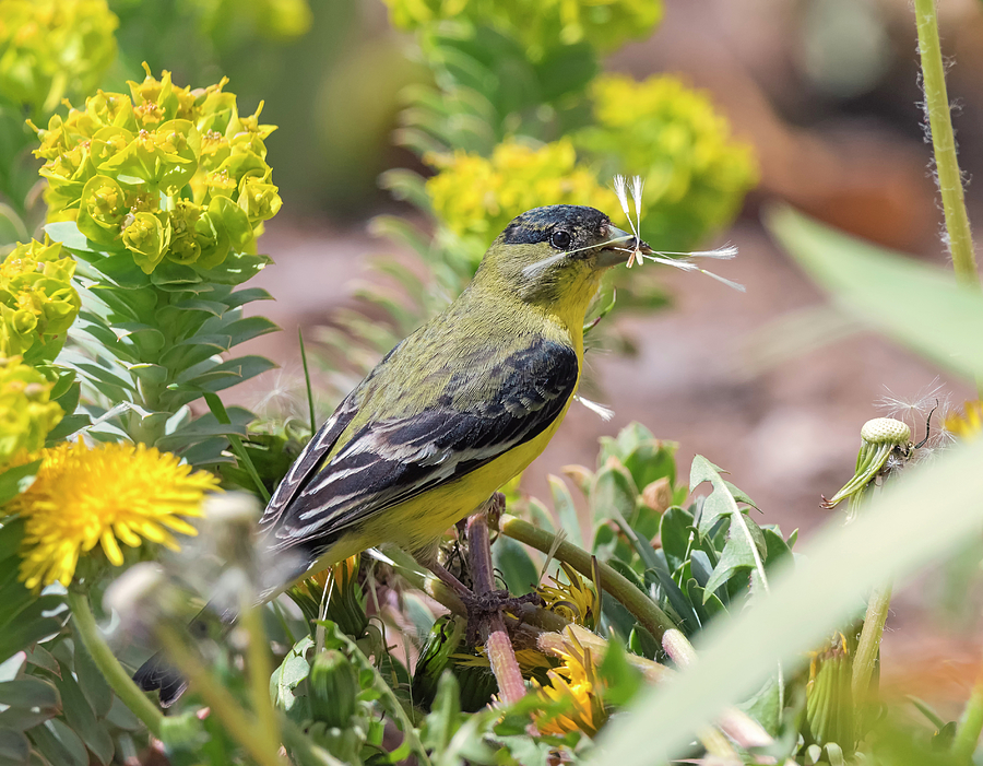 Lesser Goldfinch with Dandelion Seeds Photograph by Loree Johnson
