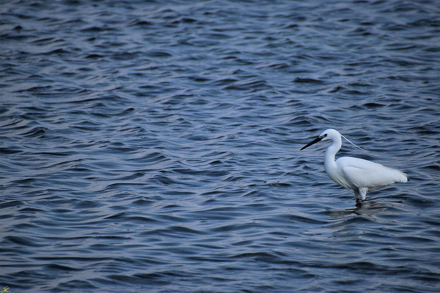 Lesser Heron Photograph by Stefano Romano