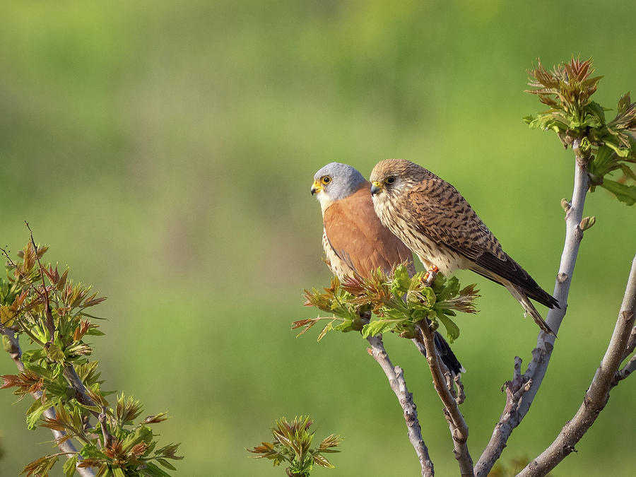 Lesser kestrel - Falco naumanni Photograph by Jivko Nakev