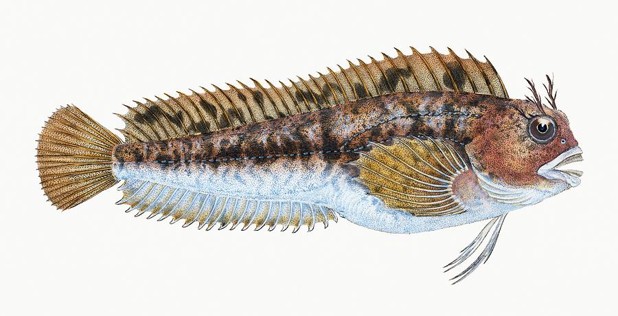 Lesser Lamprey Petromyzon fluvialitis from The Natural History of ...