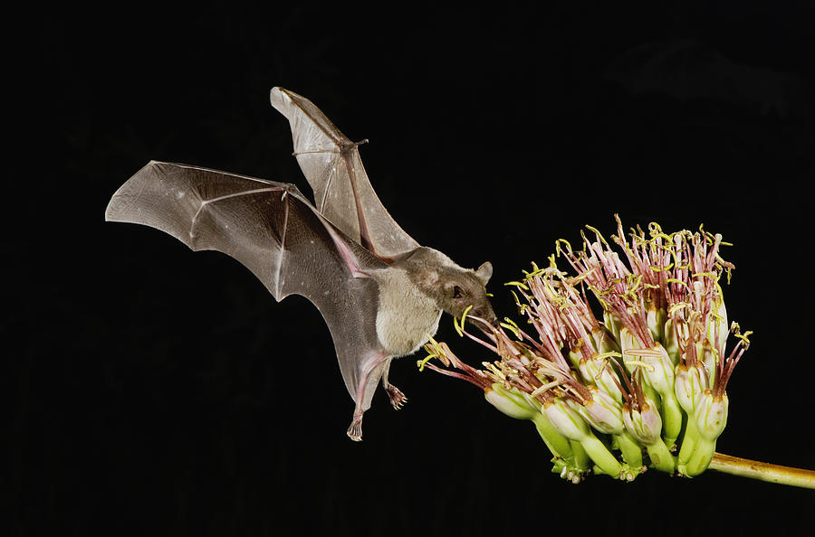 Lesser Long-nosed Bat (Leptonycteris curasoae), adult in flight at night feeding on Agave blossom (Agave sp.), Tucson, Sonoran desert, Arizona, USA Photograph by Rolf Nussbaumer