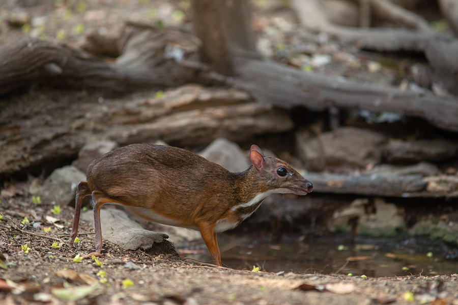 Lesser Mouse-deer drinking water in the jungle Photograph by Thanit Weerawan