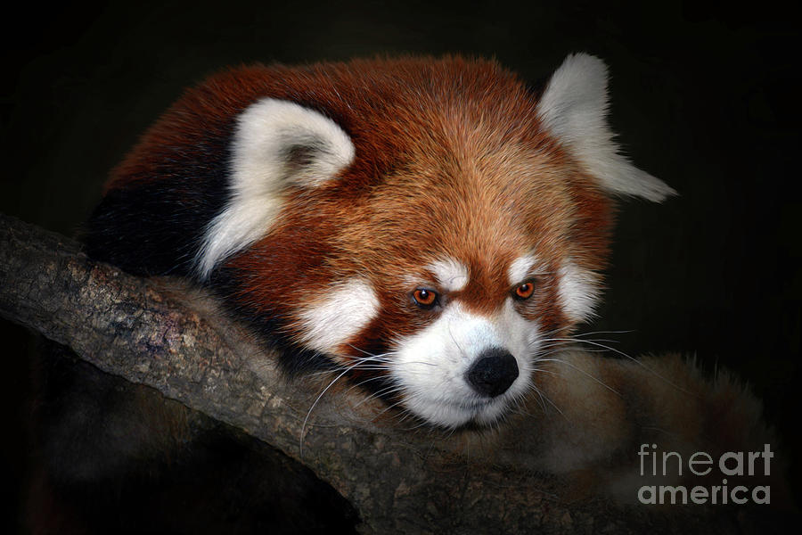 Lesser Panda Photograph by Savannah Gibbs