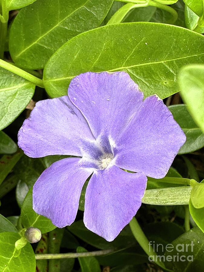Nature Photograph - Lesser Periwinkle by Catherine Wilson