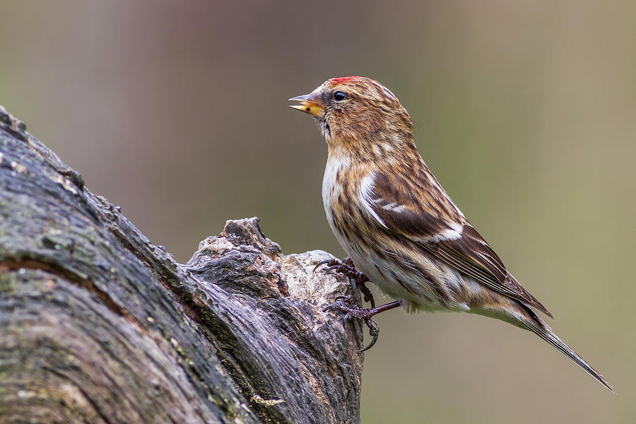 lesser redpoll  - Acanthis cabaret Photograph by Chris Smith