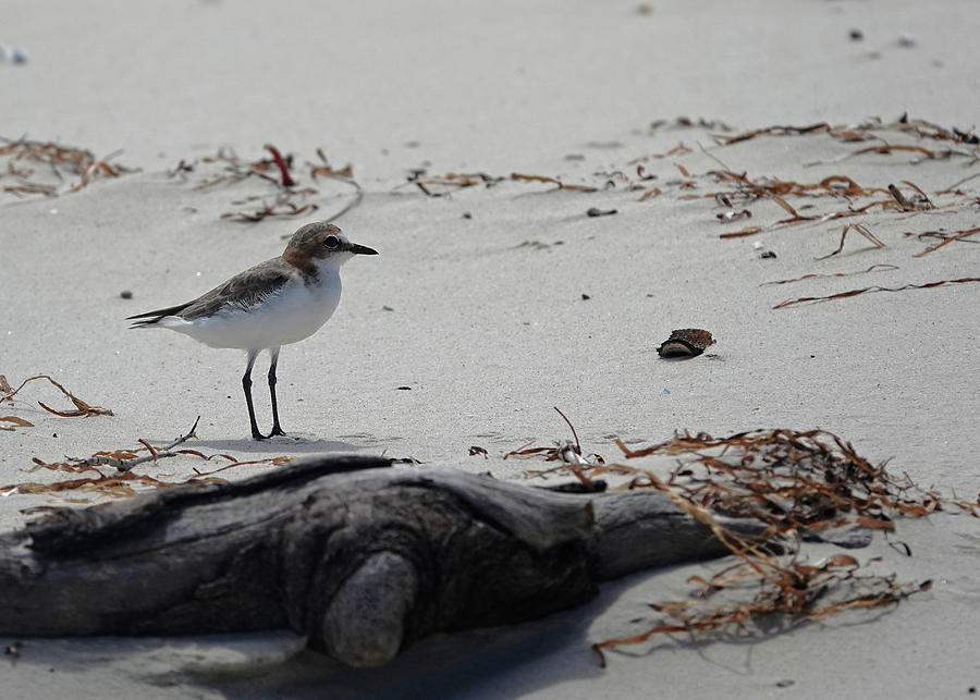Lesser Sand Plover Photograph by Maryse Jansen