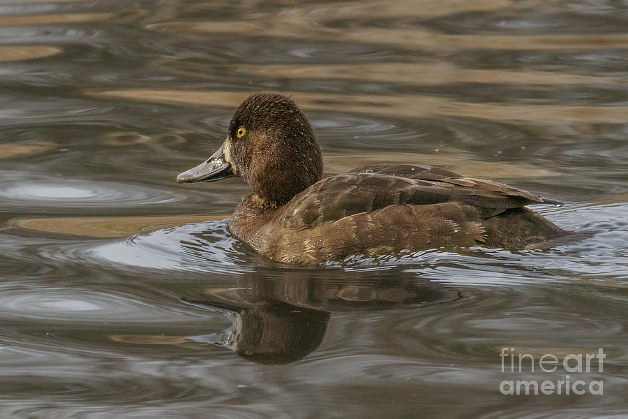 Seattle Photograph - Lesser Scaup Female on a Pond in Seattle #2 by Nancy Gleason