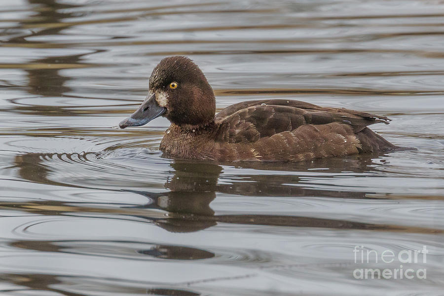 Seattle Photograph - Lesser Scaup Female on a Pond in Seattle #3 by Nancy Gleason