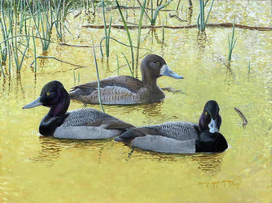 Lesser Scaup on Golden Pond Painting by Barry Kent MacKay
