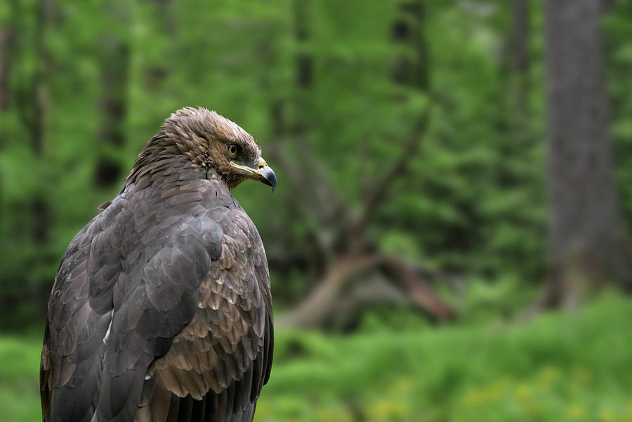 Lesser Spotted Eagle Photograph by Arterra Picture Library