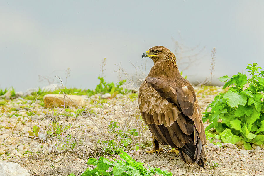 Eagle Photograph - Lesser Spotted Eagle Hunting by Morris Finkelstein