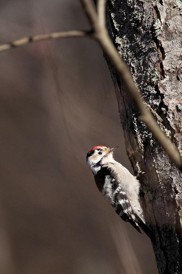 Lesser spotted woodpecker Photograph by Mikael Drackner