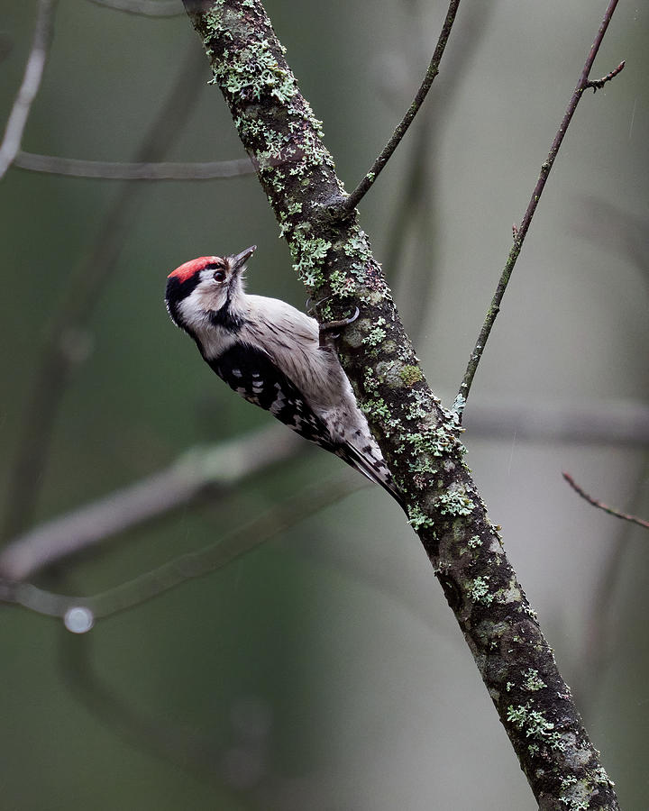 Lesser spotted woodpecker on one gray day Photograph by Jouko Lehto