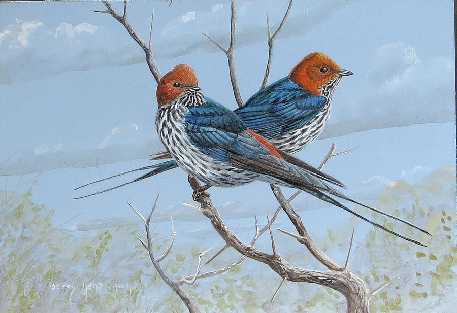 Lesser Striped Swallows Painting by Barry Kent MacKay Lesser Striped Swallows Painting by Barry Kent MacKay