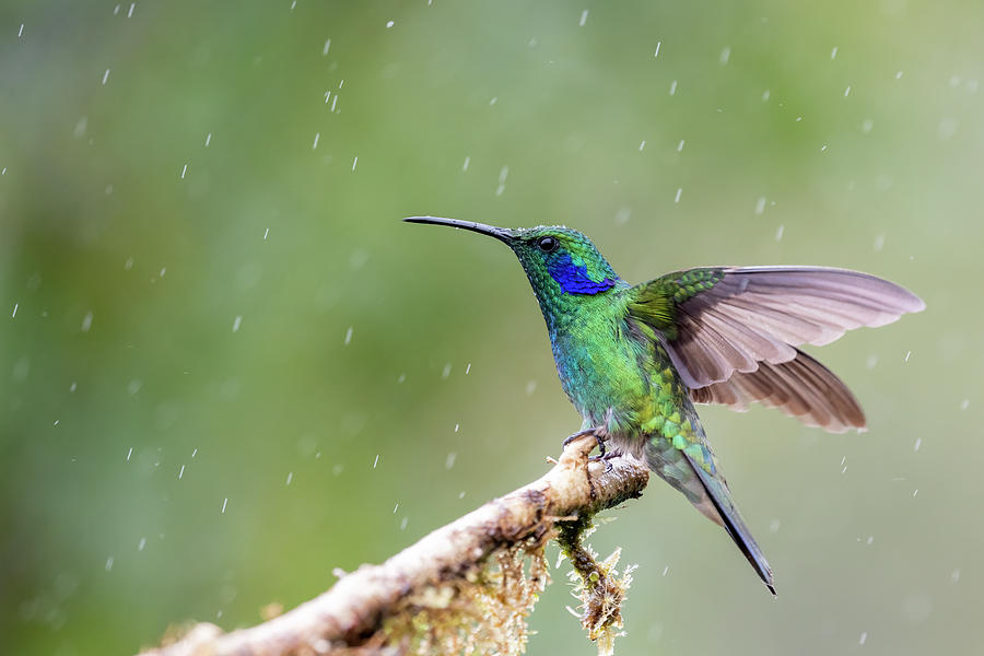 Lesser Violetear - 2021010709 Photograph By Mike Timmons