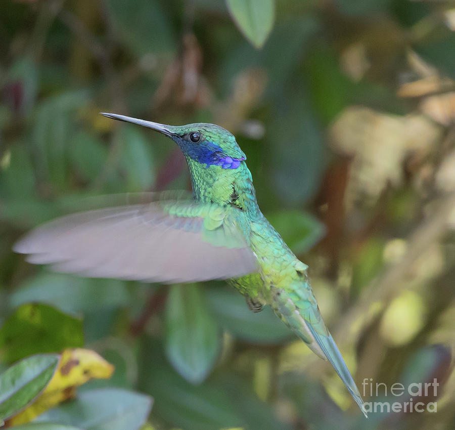 Hummingbird Photograph - Lesser Violetear by Eva Lechner