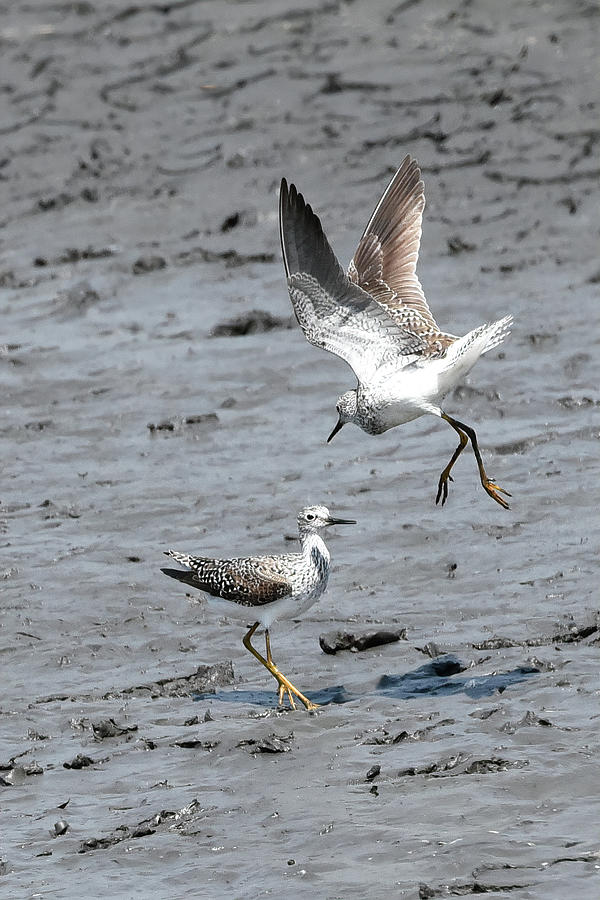 Lesser Yellowlegs Mating Ritual #1 Photograph by Jerry Griffin